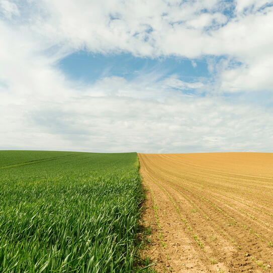 Photo of lush grass next to drought